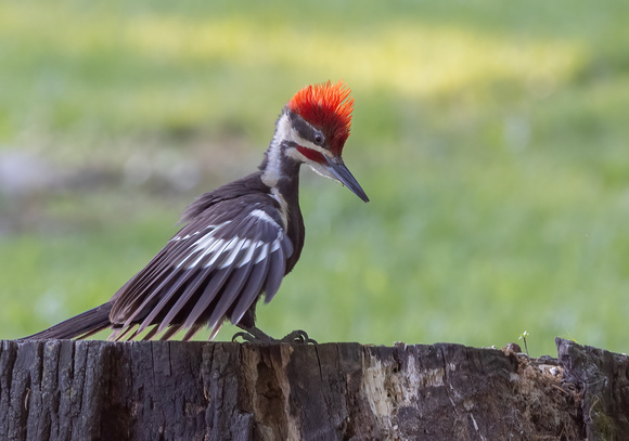 #2841 - Pileated Woodpecker