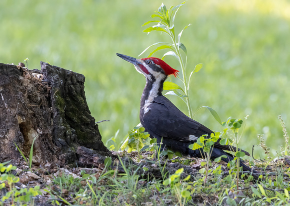 #2840 - Pileated Woodpecker