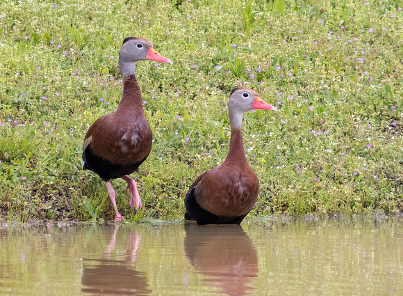 #2832 - Black-bellied Whistling Ducks