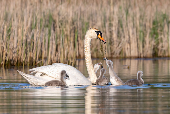 #2845 - Mute Swan Family