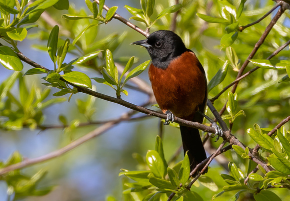 #2823 - Orchard Oriole
