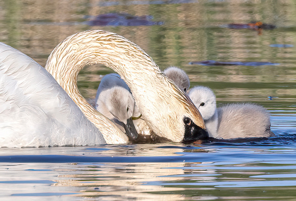 #2844 - Mute Swan Family