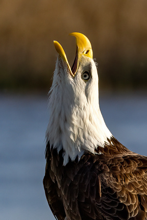#2742 - Bald Eagle