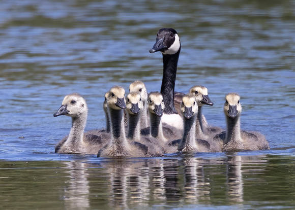 #2838 - Canada Goose Family
