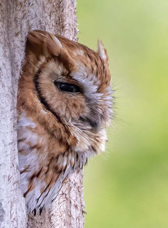 #2829 - Eastern Screech Owl