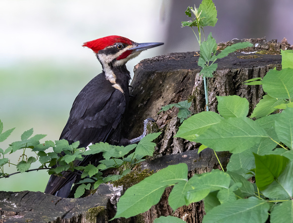 #2843 - Pileated Woodpecker