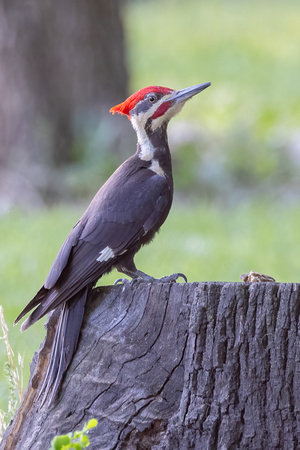 #2842 - Pileated Woodpecker