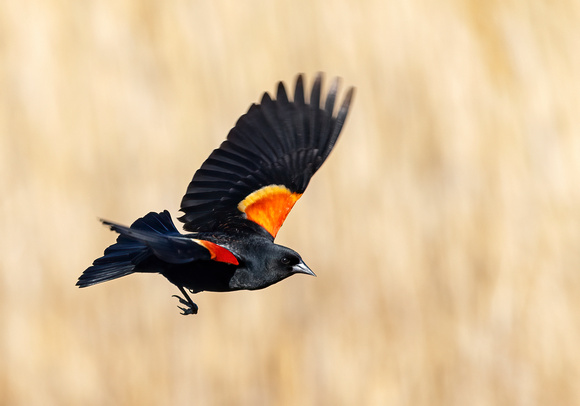 #2784 - Red-winged Blackbird