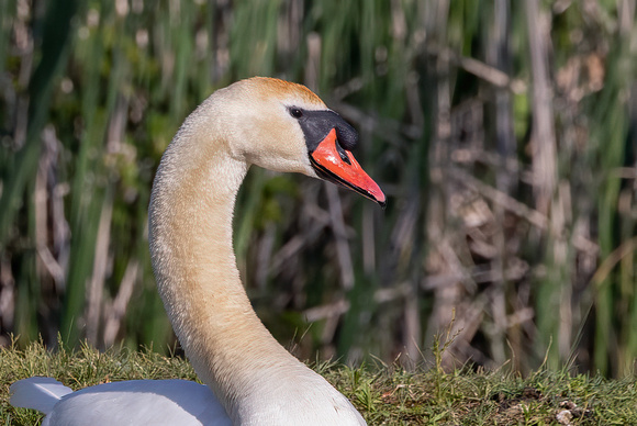 #2800 - Mute Swan Portrait