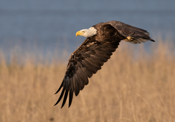 #2853 - Bald Eagle