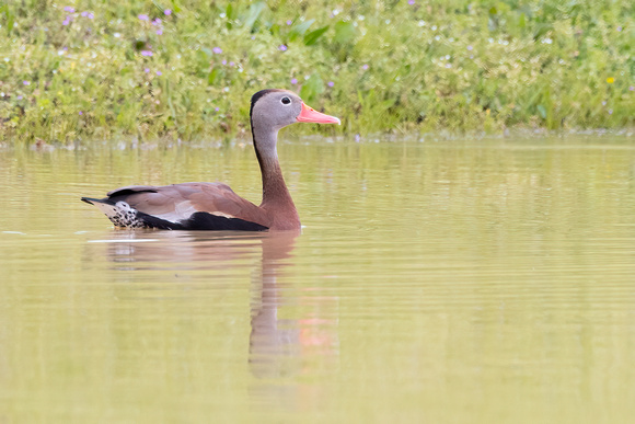 #2833 - Black-bellied Whistling Duck