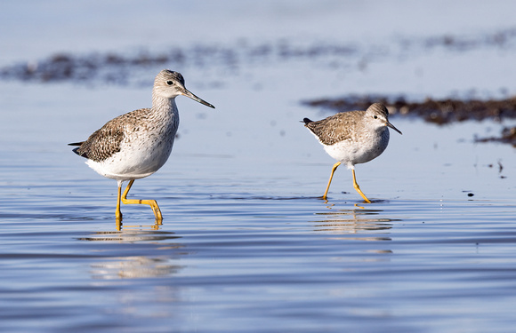 #2783 - Greater and Lesser Yellowlegs