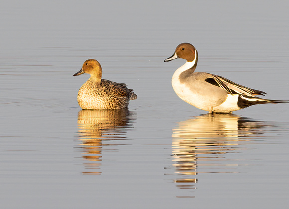 #2754 - Pintails
