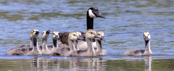 #2839 - Canada Goose Family