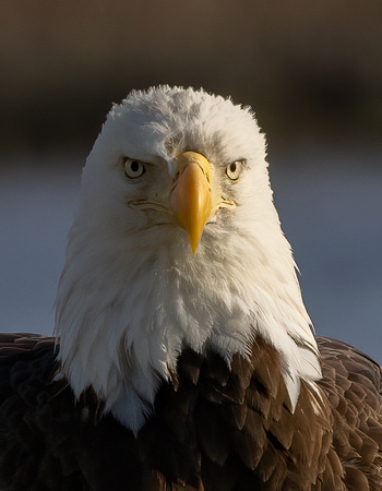 #2739 - Bald Eagle