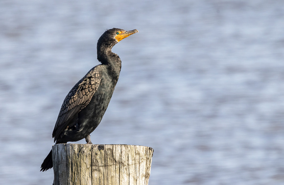 #2766 - Double-crested Cormorant