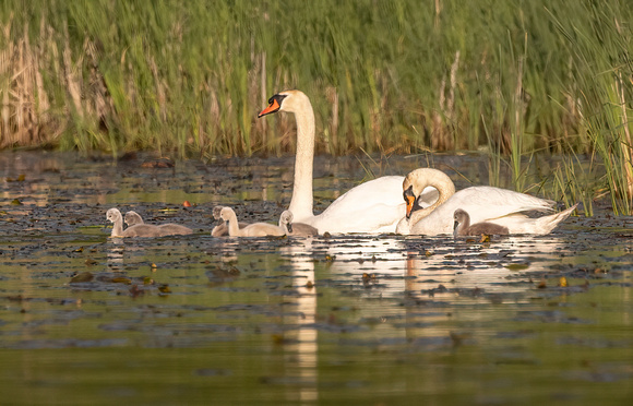 #2799 - Mute Swan Family