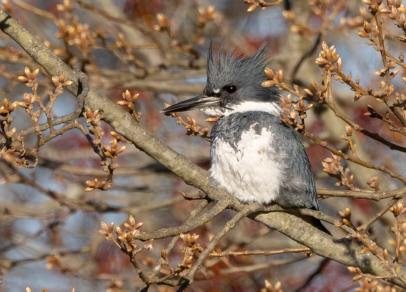 #2774 - Belted Kingfisher