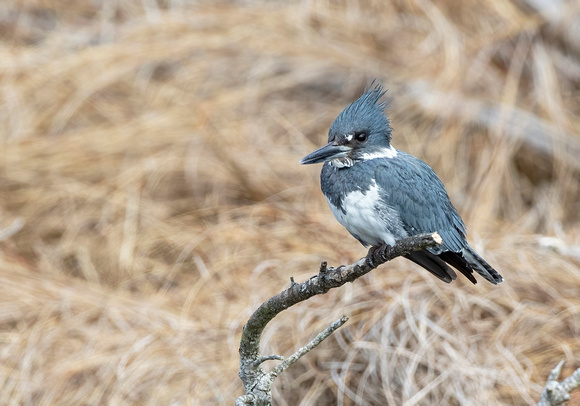 #2396 - Belted Kingfisher