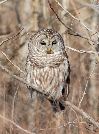 #2405 - Barred Owl