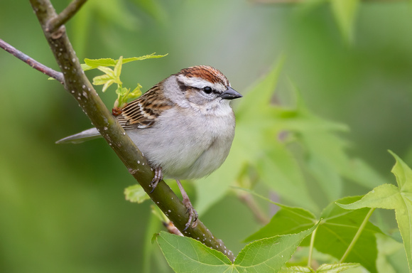 #2421 - Chipping Sparrow