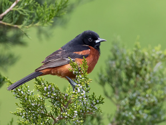 #2435 - Orchard Oriole