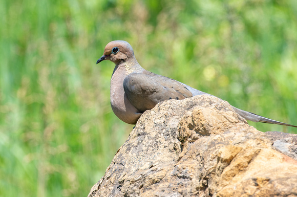 #2450 - Mourning Dove