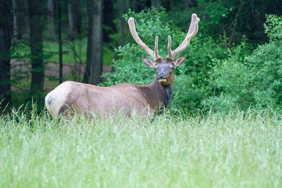 #2475 - Bull Elk