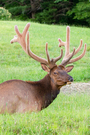 #2480 - Bull Elk