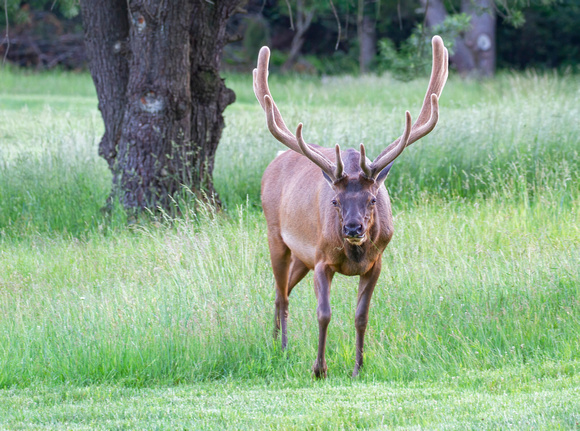 #2479 - Bull Elk