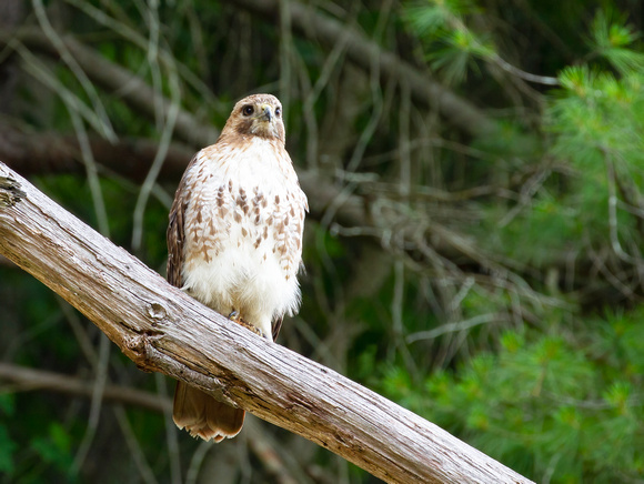 #2483 - Red-tailed Hawk