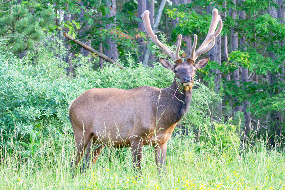 #2481 - Bull Elk