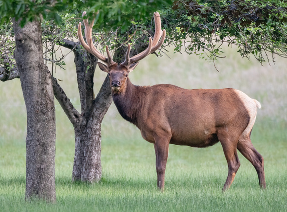 #2484 - Bull Elk