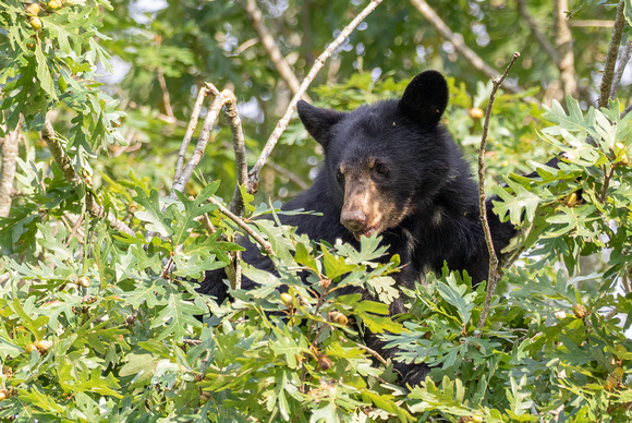#2496 - Black Bear Cub