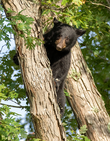#2498 - Black Bear Cub