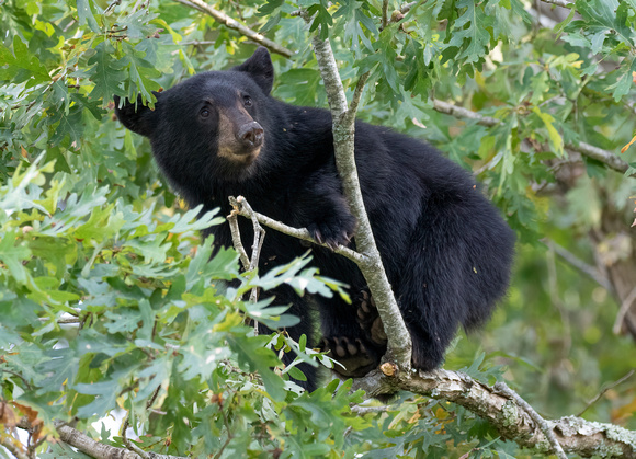#2506- Black Bear Cub