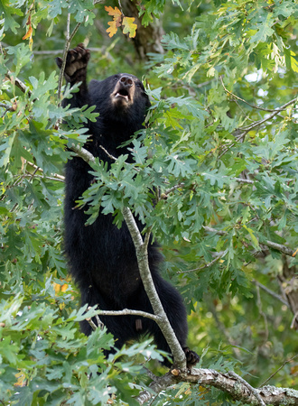 #2507 - Black Bear Cub