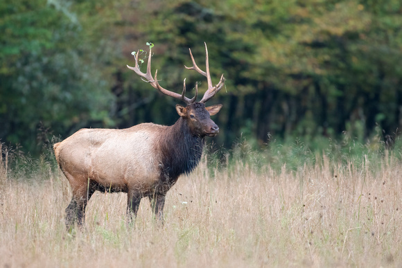 #2520 - Bull Elk