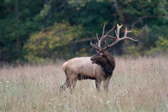 #2519 - Bull Elk