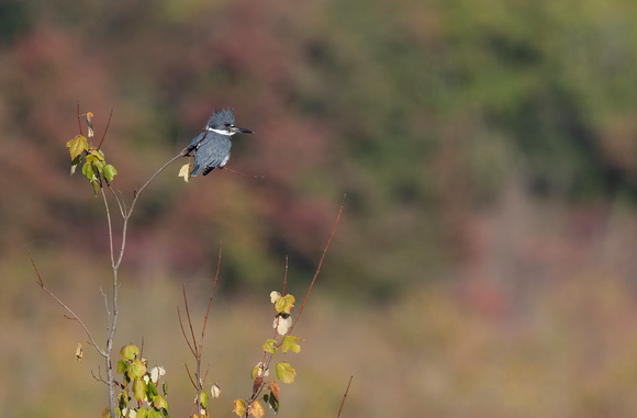 #2531 - Belted Kingfisher