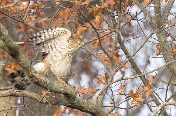 #2862 - Red-tailed Hawk