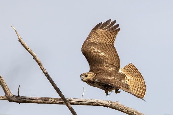 #2864 - Red-tailed Hawk