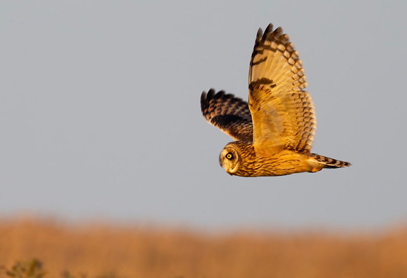 #2872 - Short-eared Owl