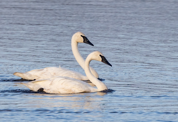 #2920 - Trumpeter Swans