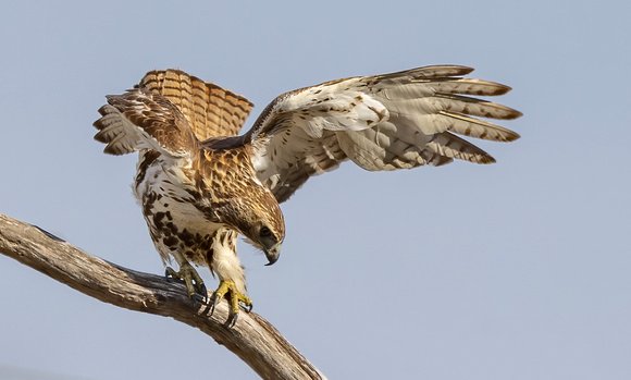 #2863 - Red-tailed Hawk