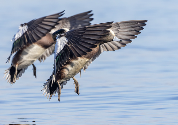 #2959 - American Wigeon Drakes