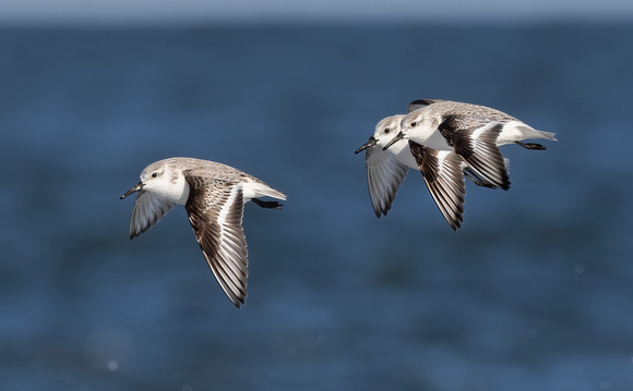 #2932 - Sanderlings in Flight