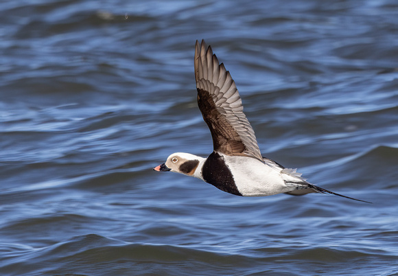 #3021 - Long-Tailed Duck