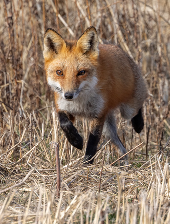 #3085 - Red Fox
