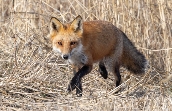 #3086 - Red Fox